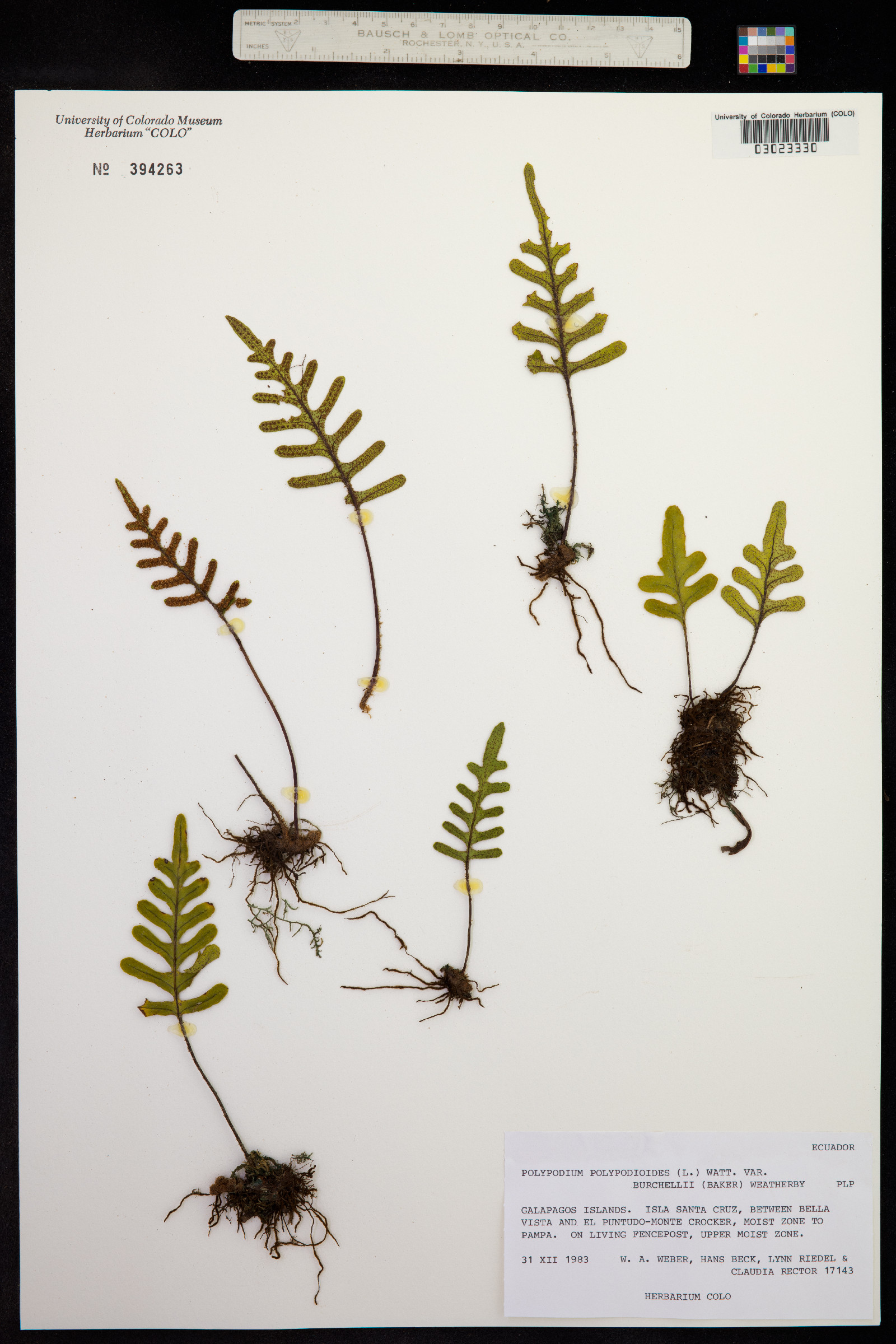 Polypodium image