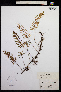 Pleopeltis polypodioides var. polypodioides image