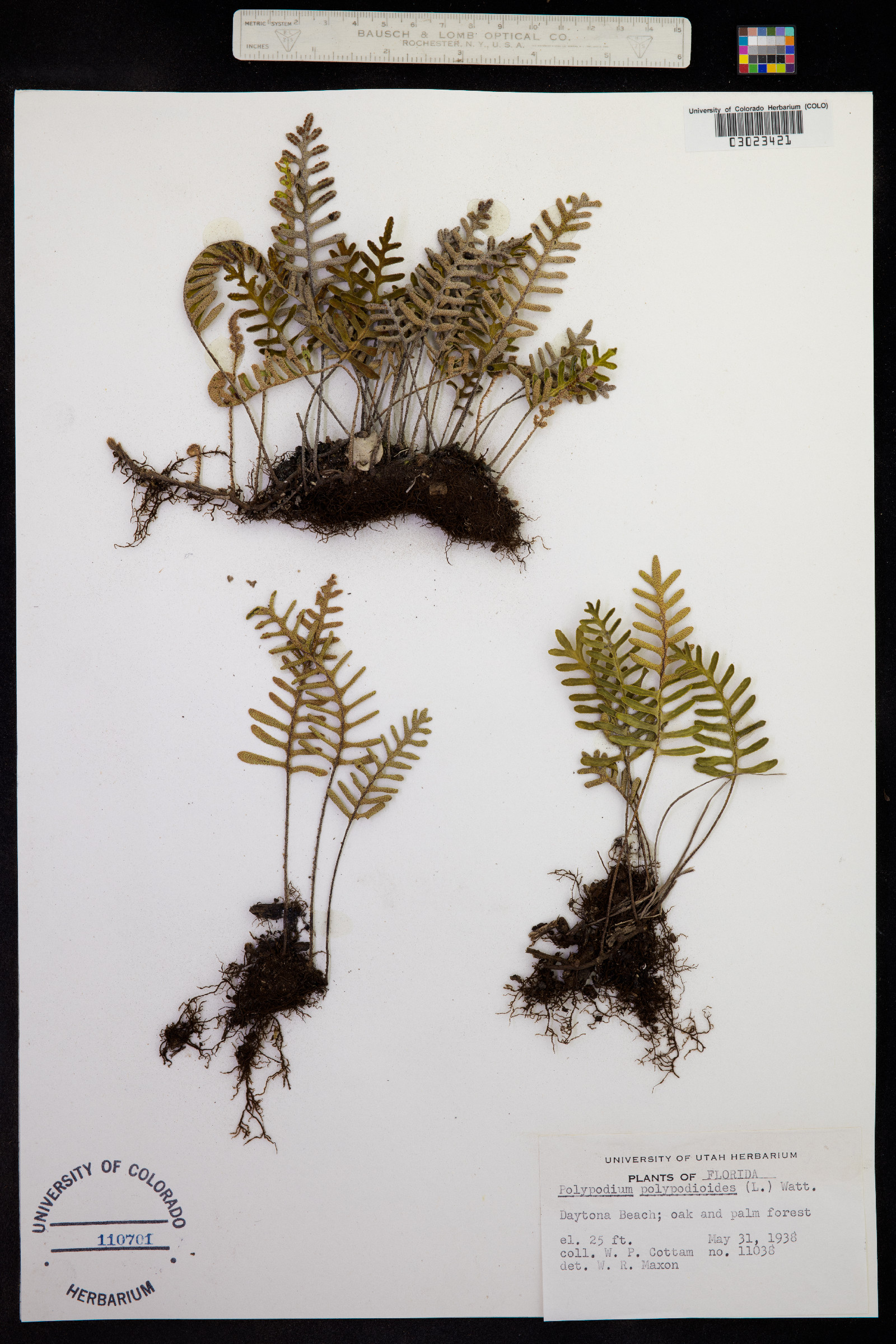 Pleopeltis polypodioides var. polypodioides image