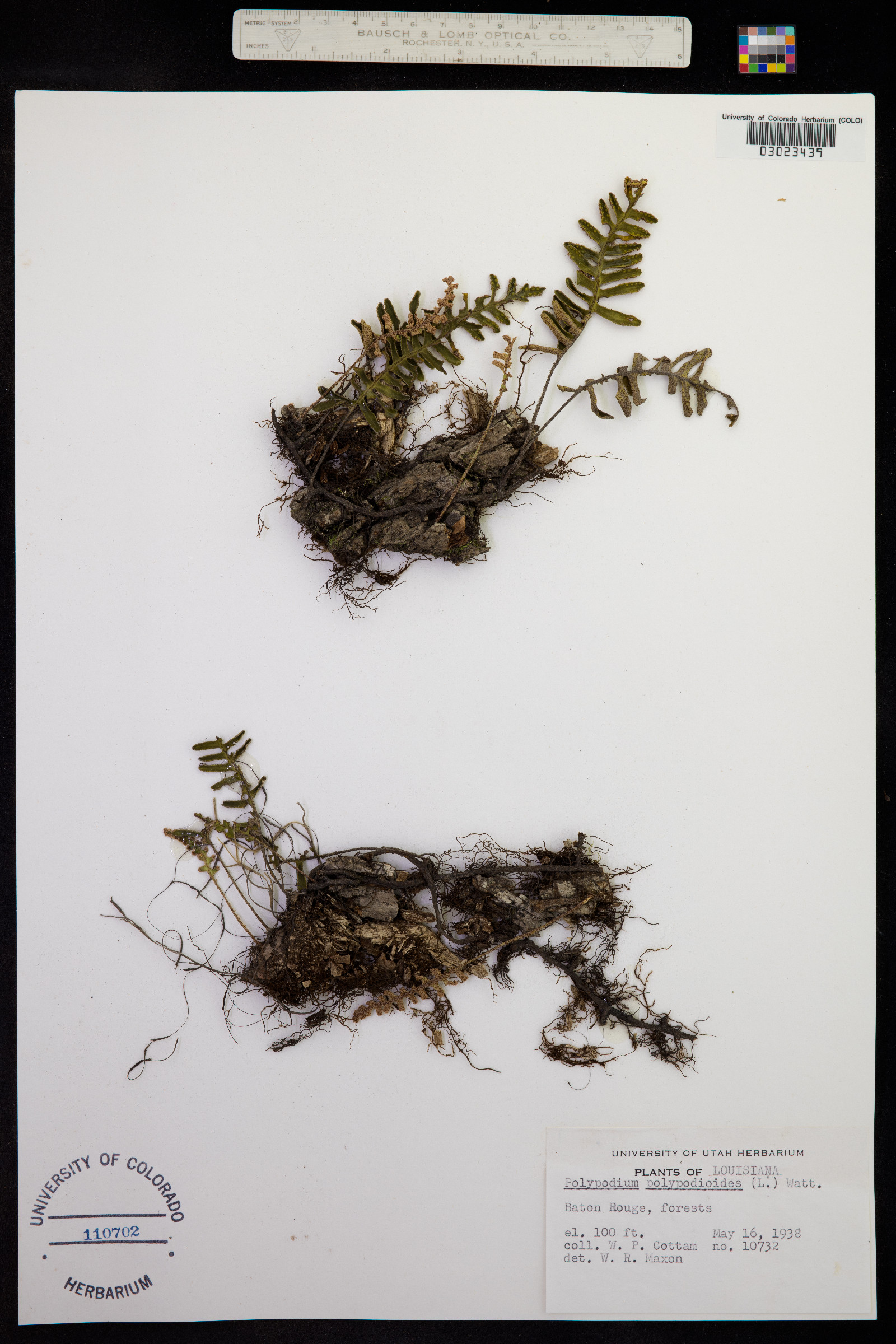 Pleopeltis polypodioides var. polypodioides image