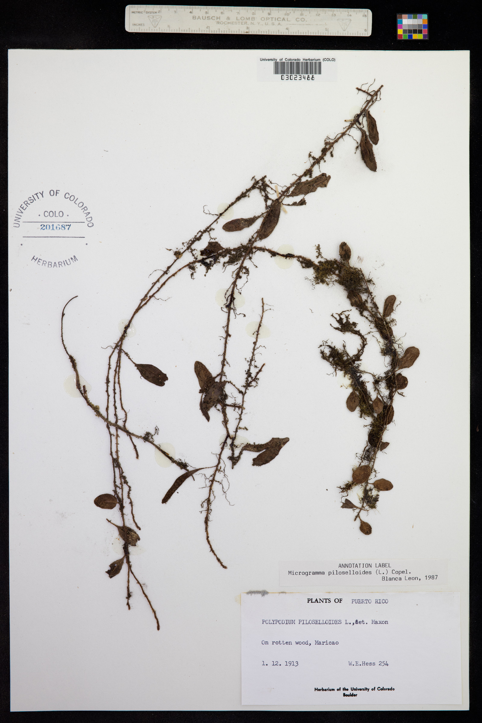Microgramma piloselloides image