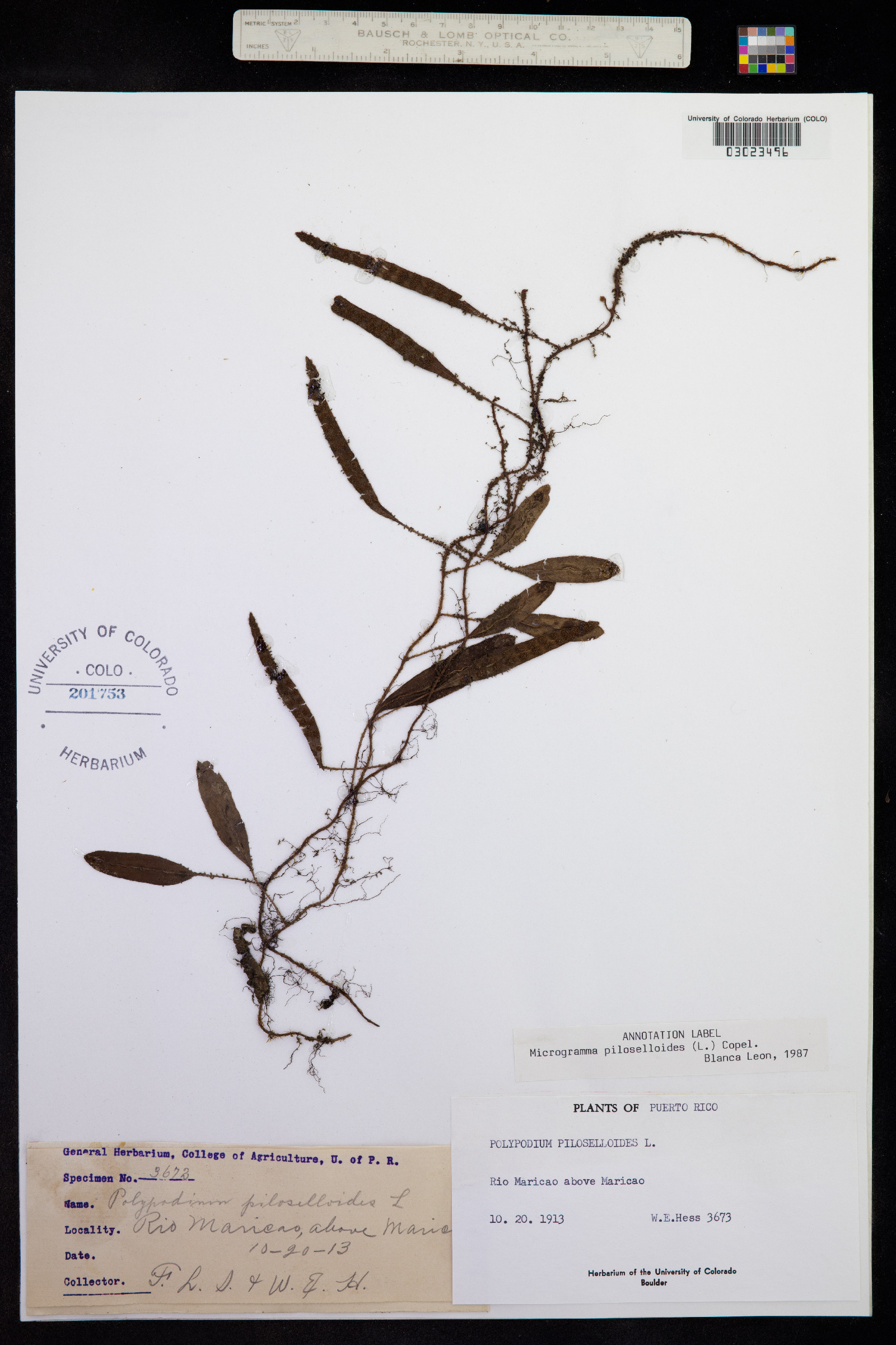 Microgramma piloselloides image