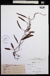 Image of Polypodium piloselloides