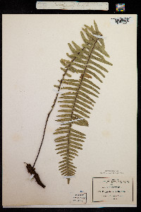 Image of Polypodium pectinatum