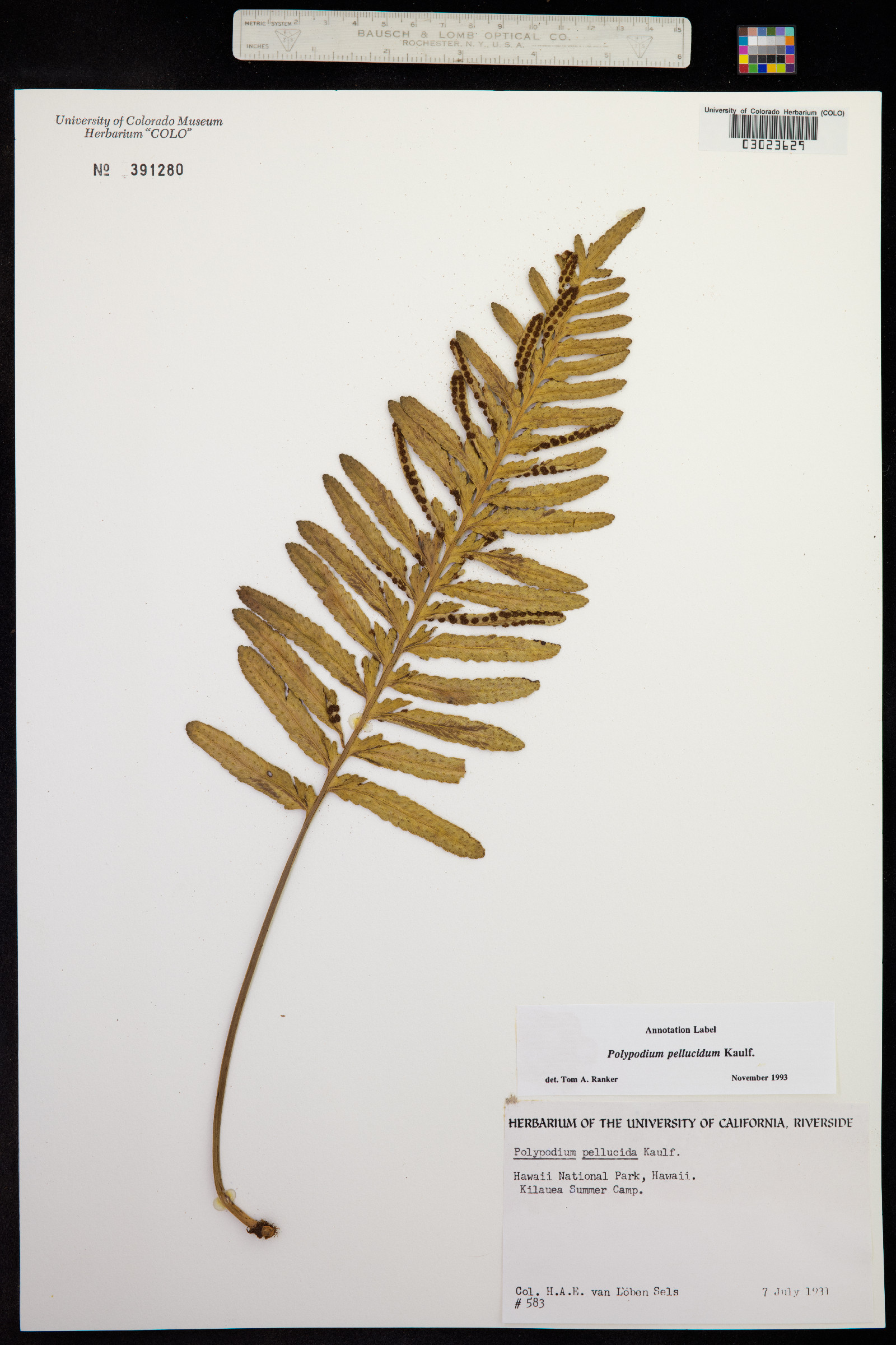 Polypodium pellucidum image
