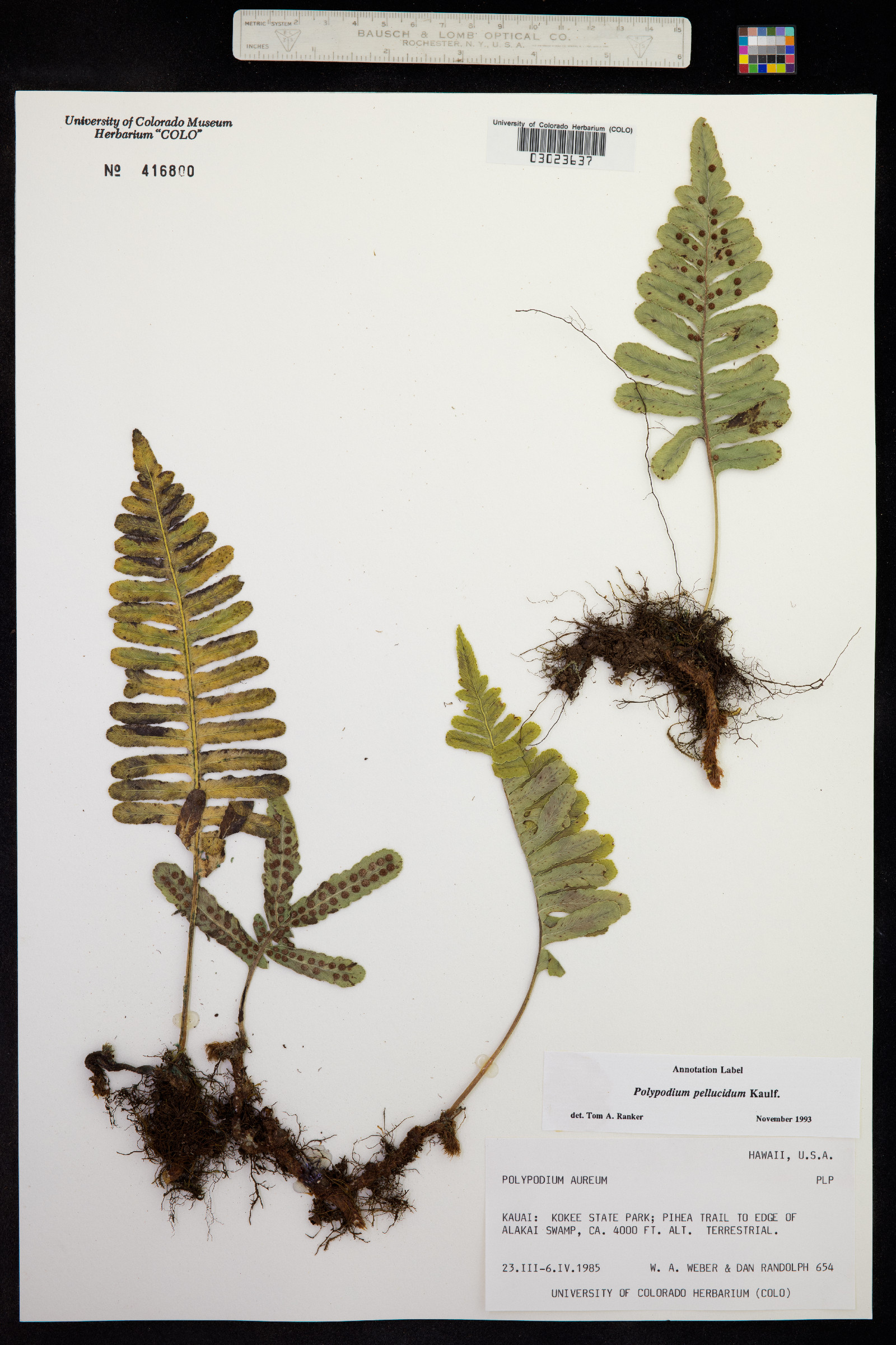 Polypodium pellucidum image