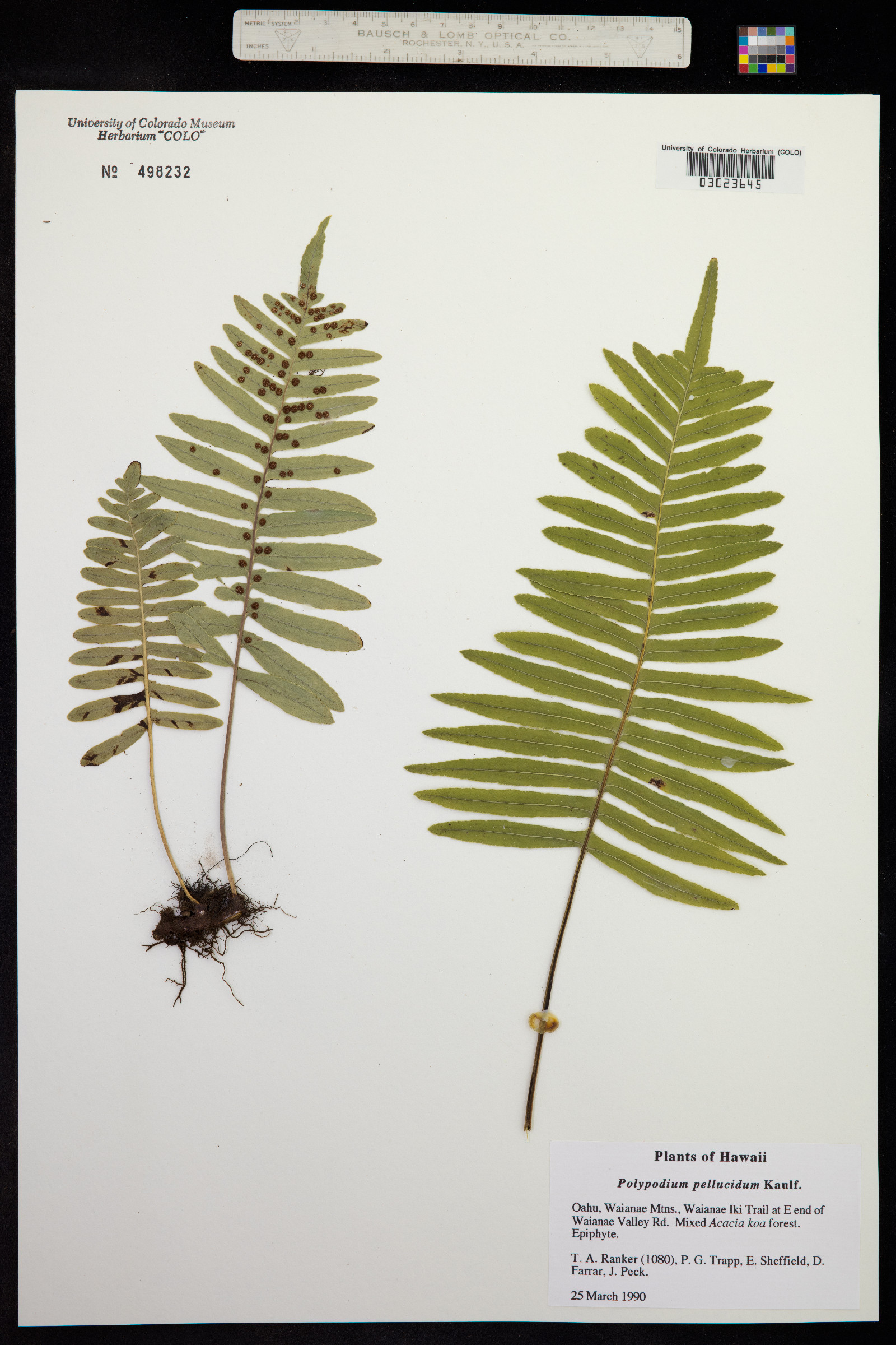 Polypodium pellucidum image