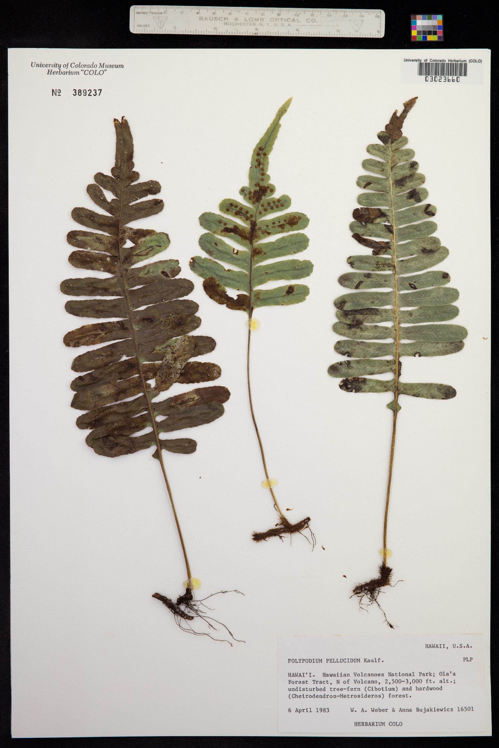 Polypodium pellucidum image