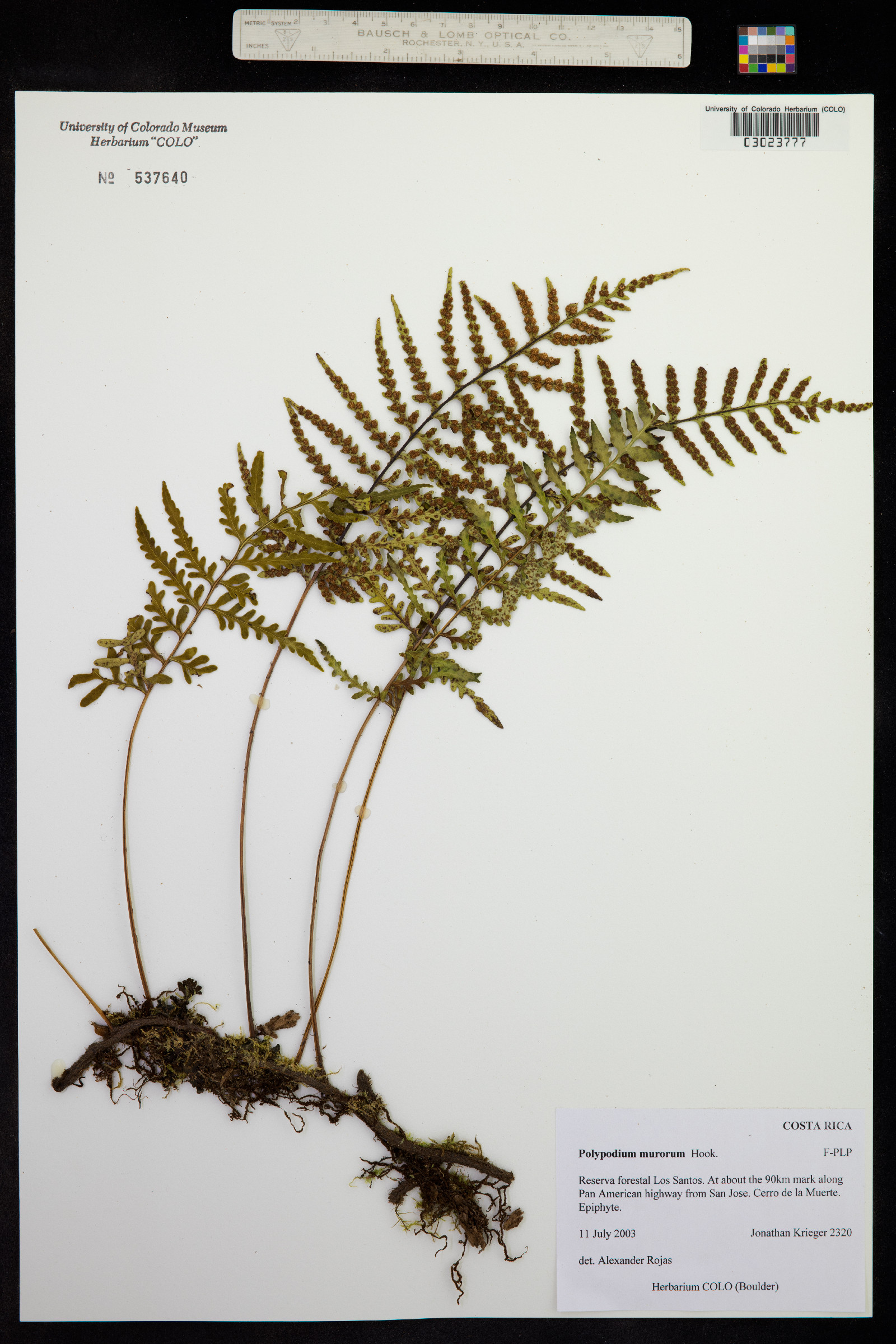 Polypodium murorum image