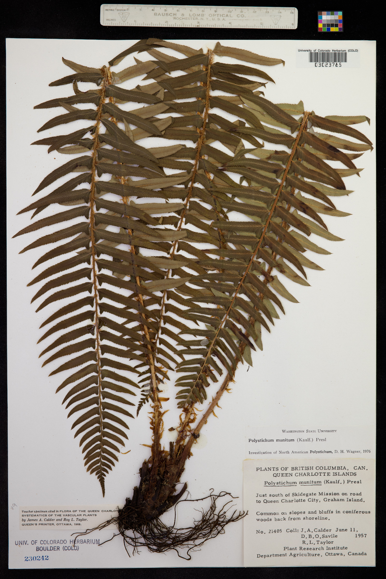 Polystichum munitum image
