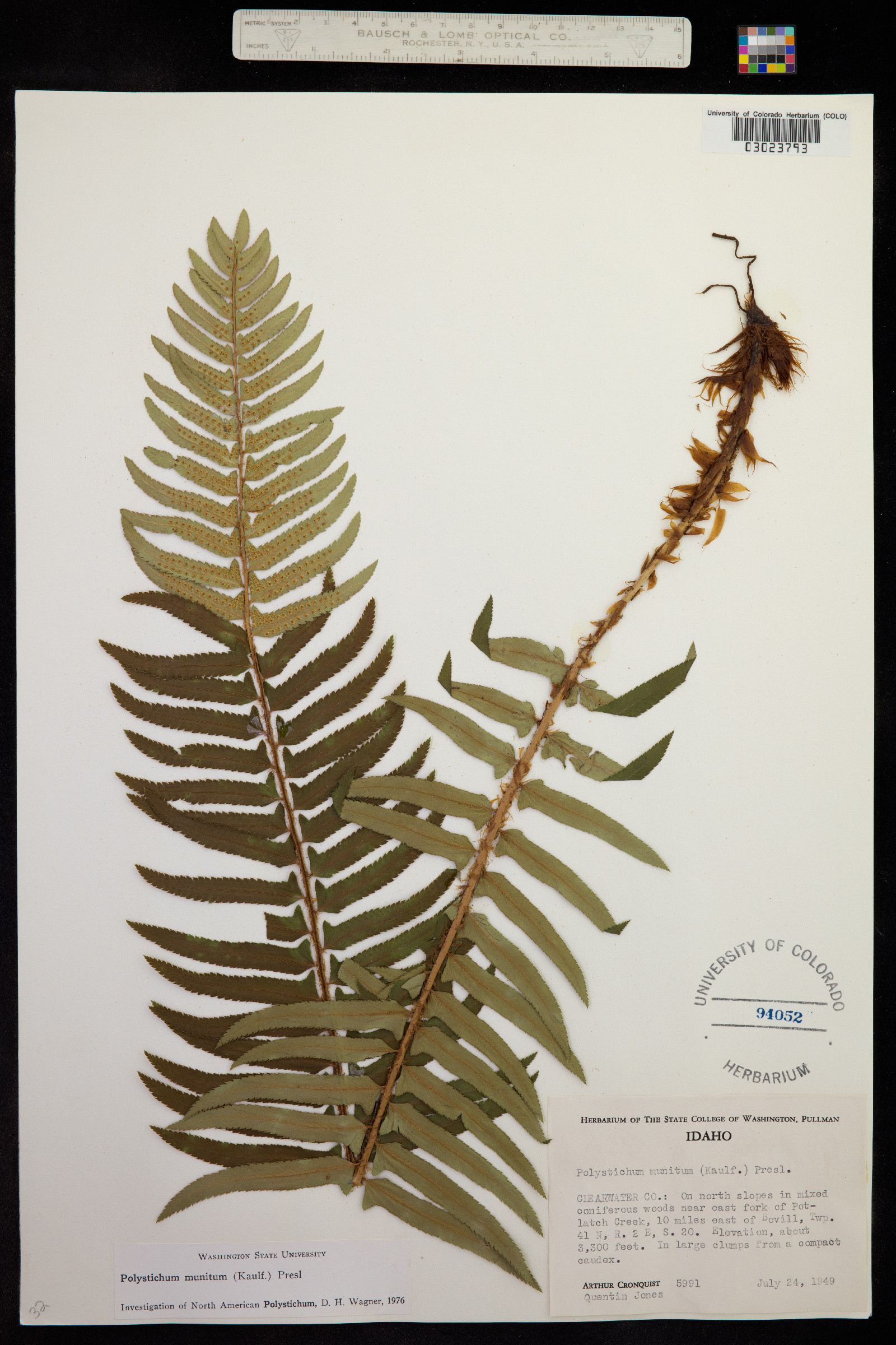 Polystichum munitum image