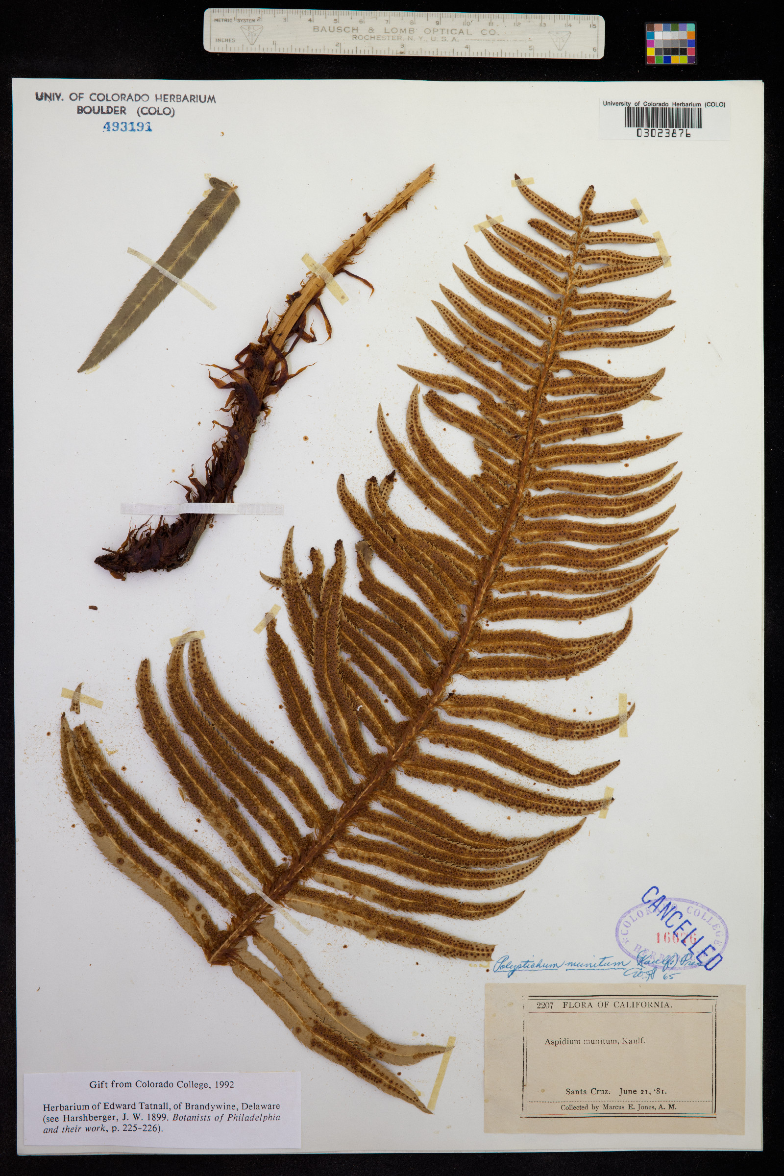 Polystichum munitum image