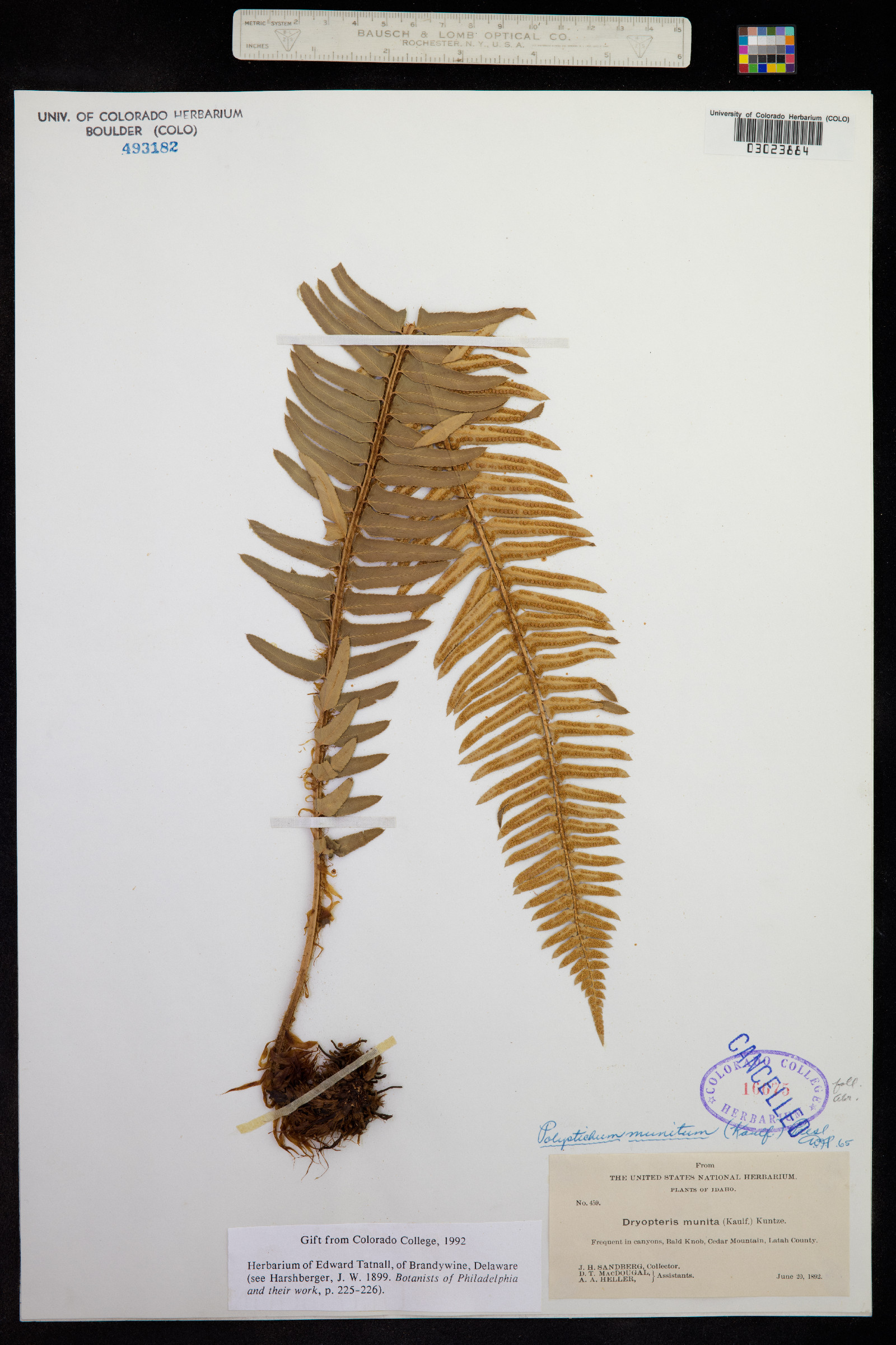 Polystichum munitum image