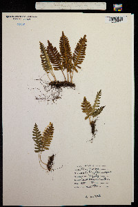 Image of Polypodium virginianum