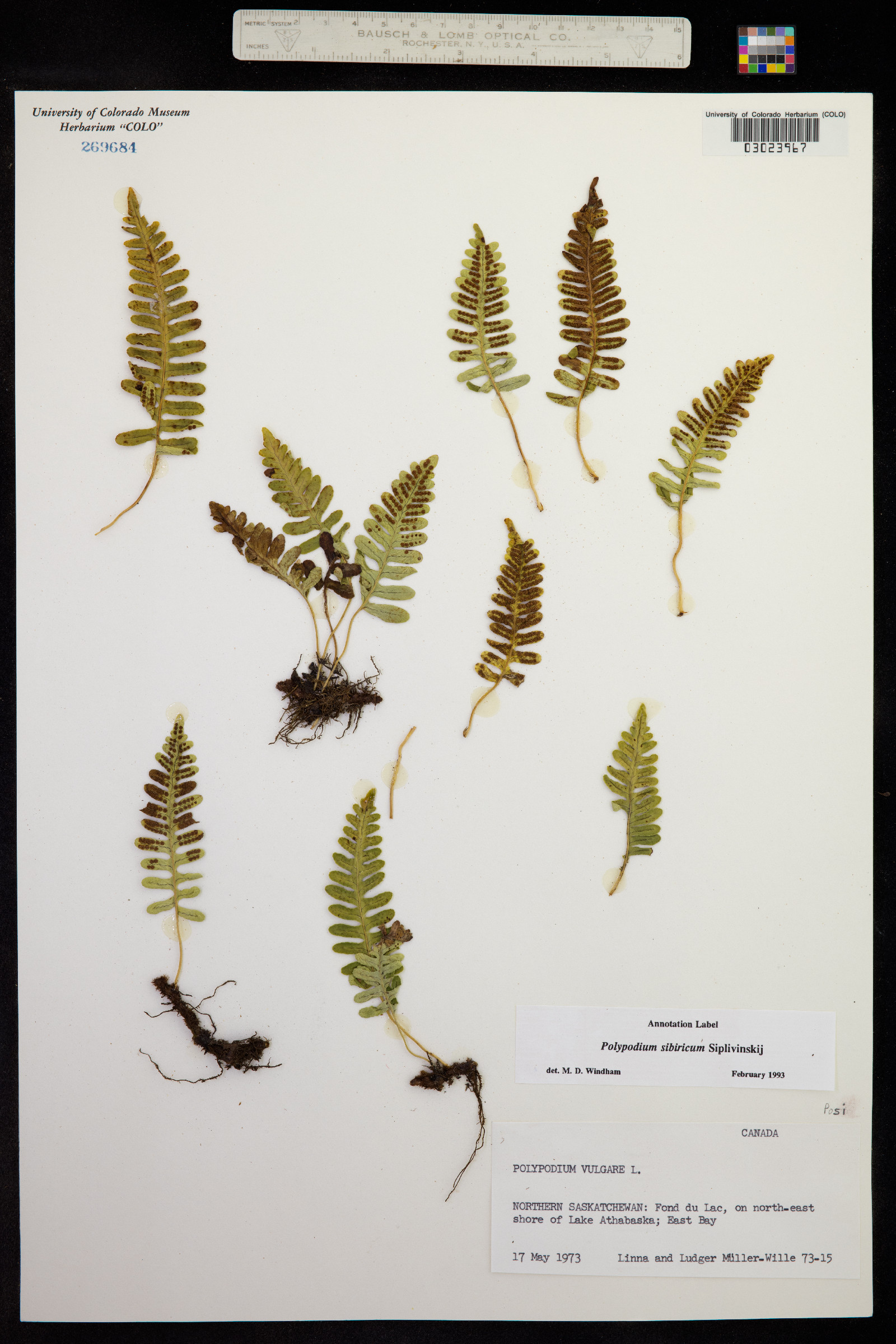 Polypodium virginianum image