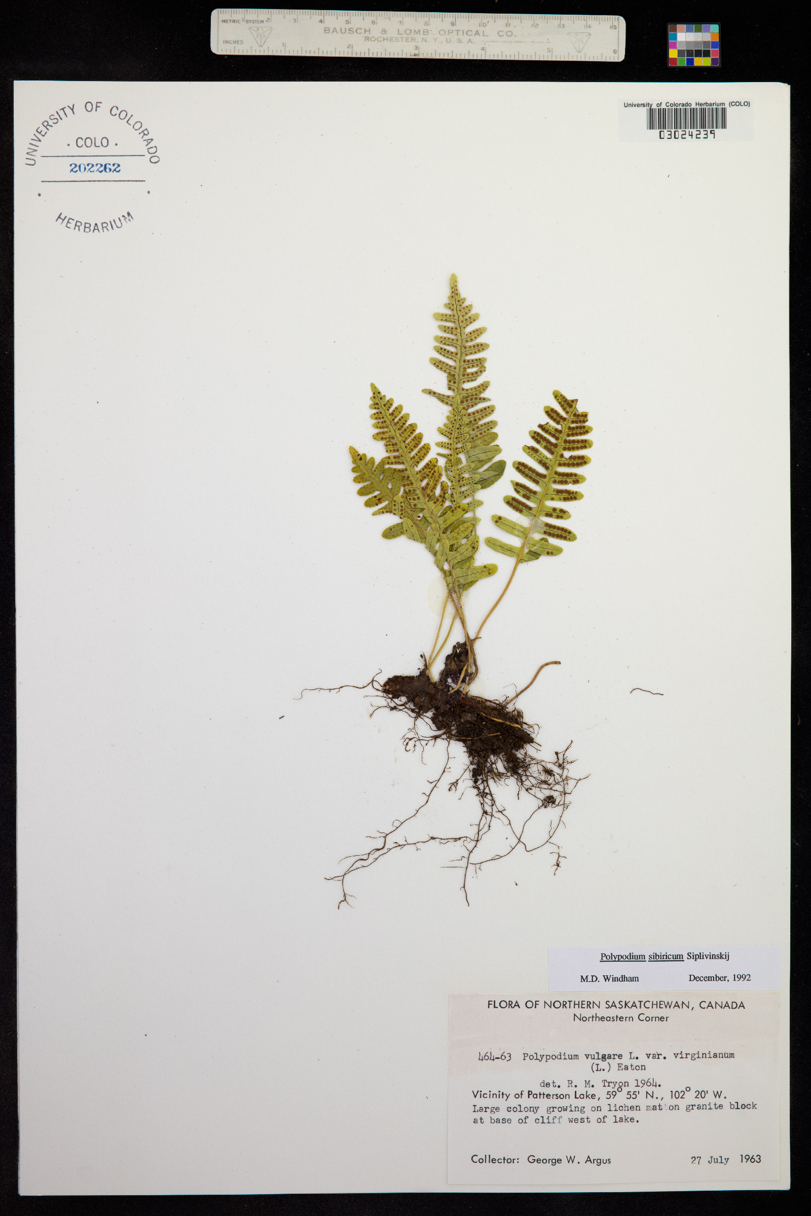 Polypodium sibiricum image