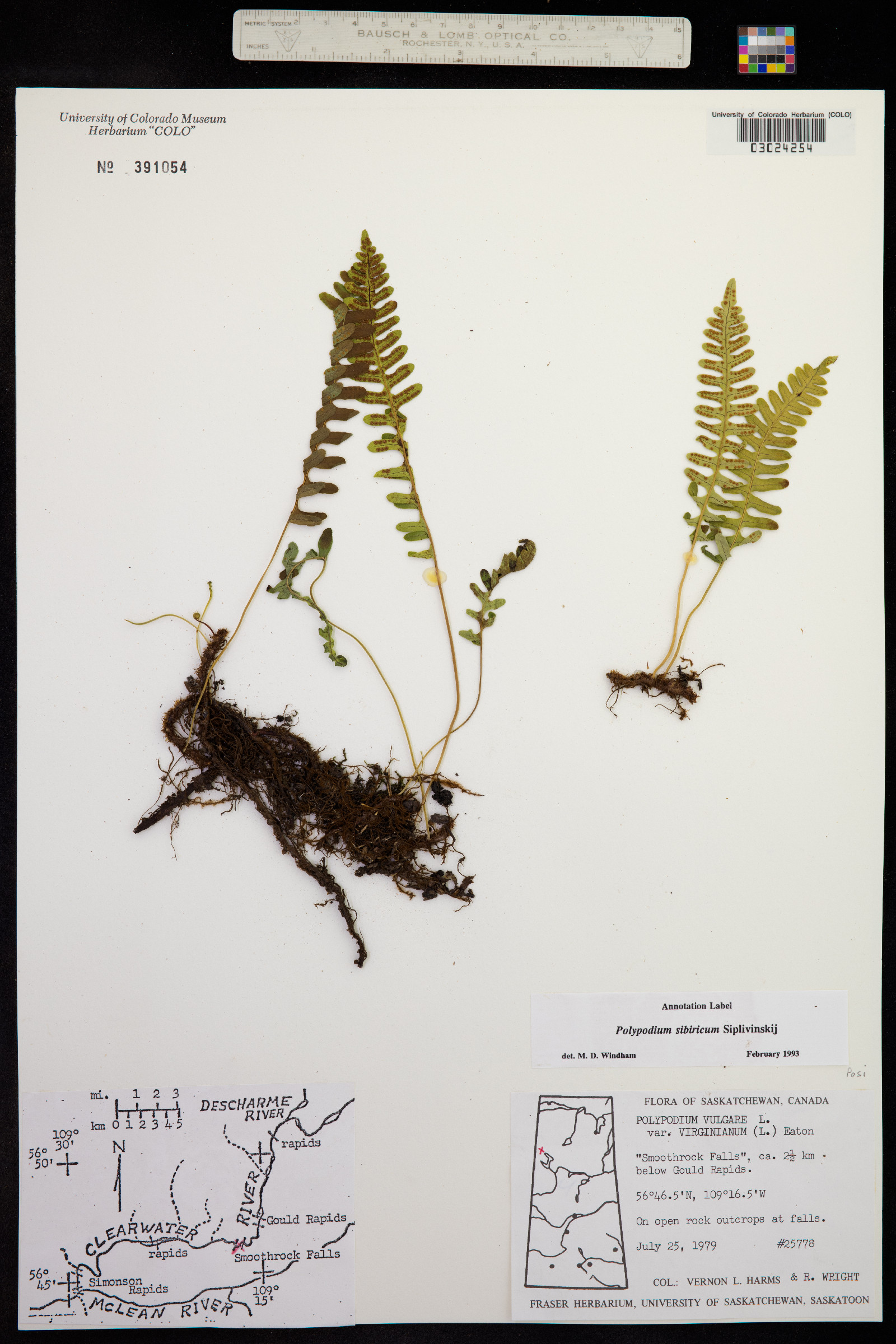 Polypodium sibiricum image