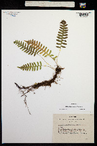 Image of Polypodium sibiricum