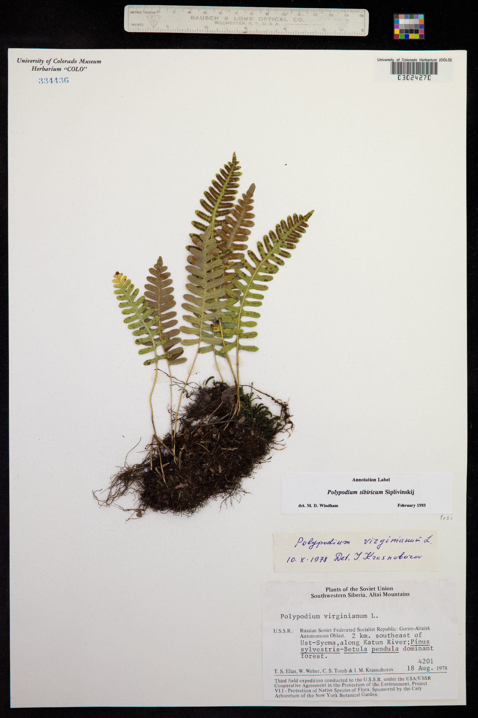 Polypodium sibiricum image