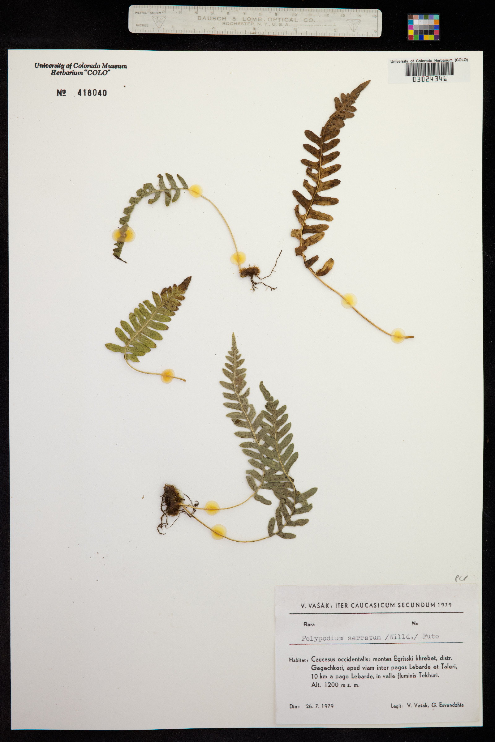 Polypodium serratum image