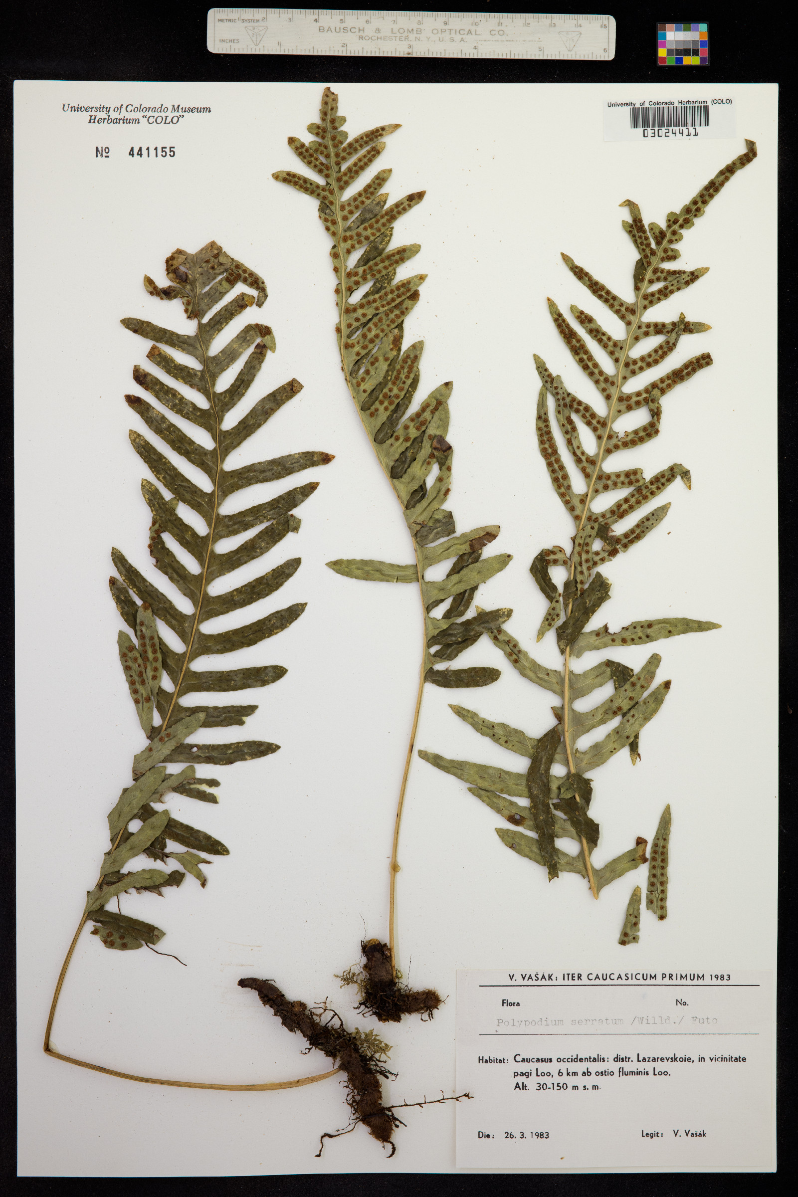 Polypodium serratum image