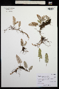 Image of Polypodium polypodioides