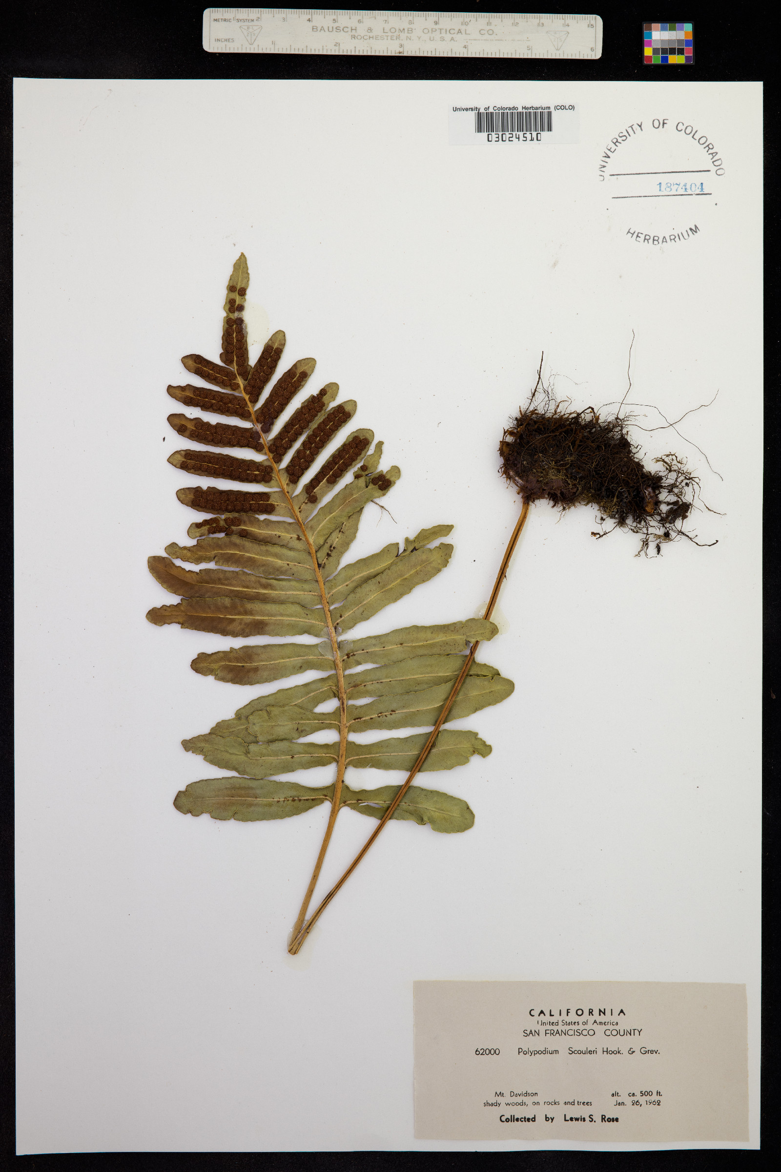 Polypodium scouleri image