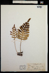 Image of Polypodium scouleri