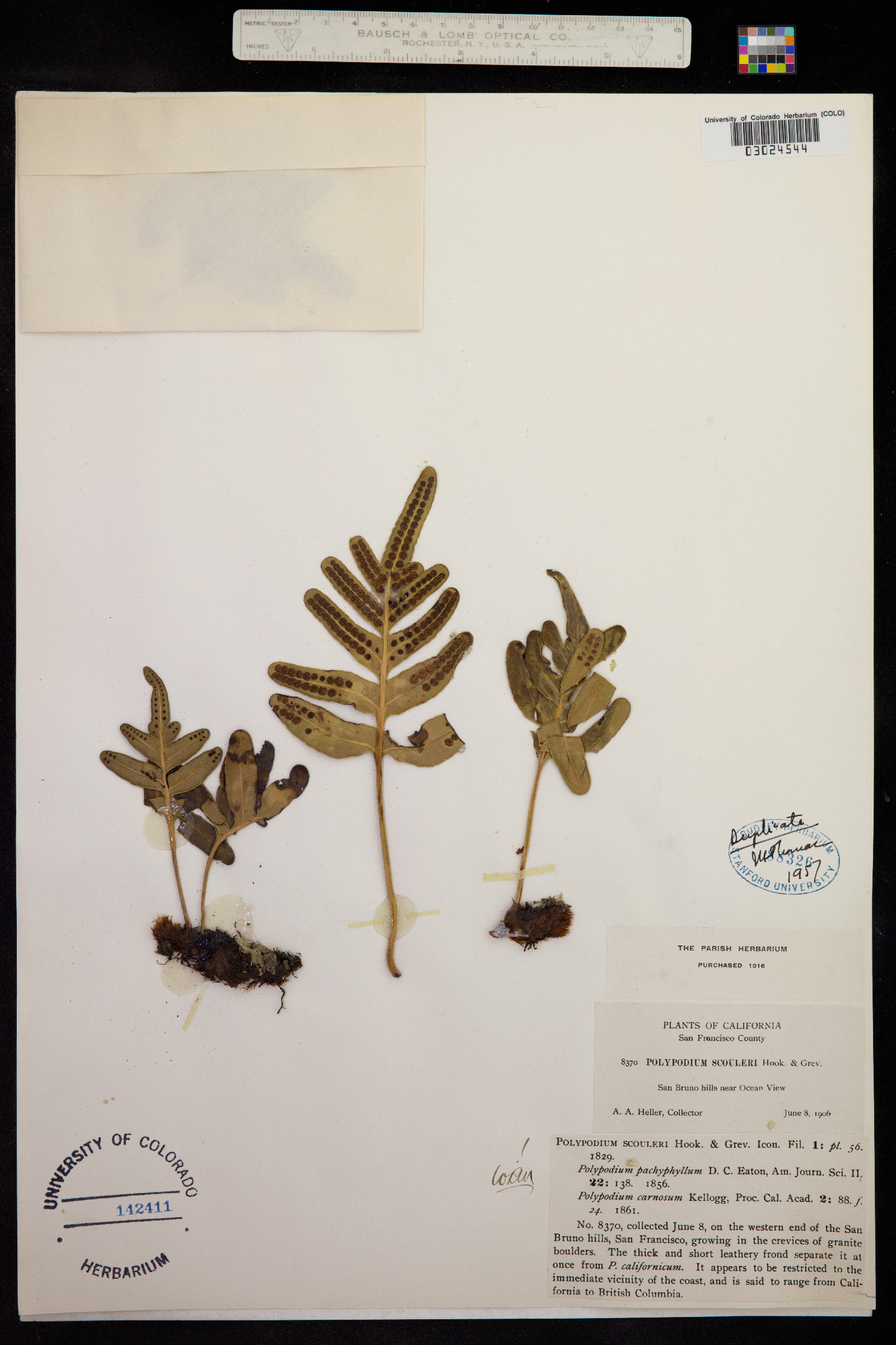 Polypodium scouleri image