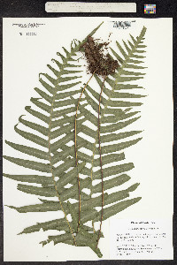 Image of Polypodium dulce