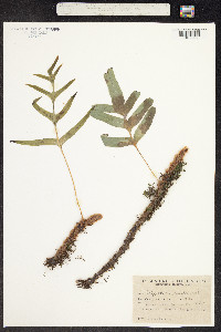 Polypodium feuillei image