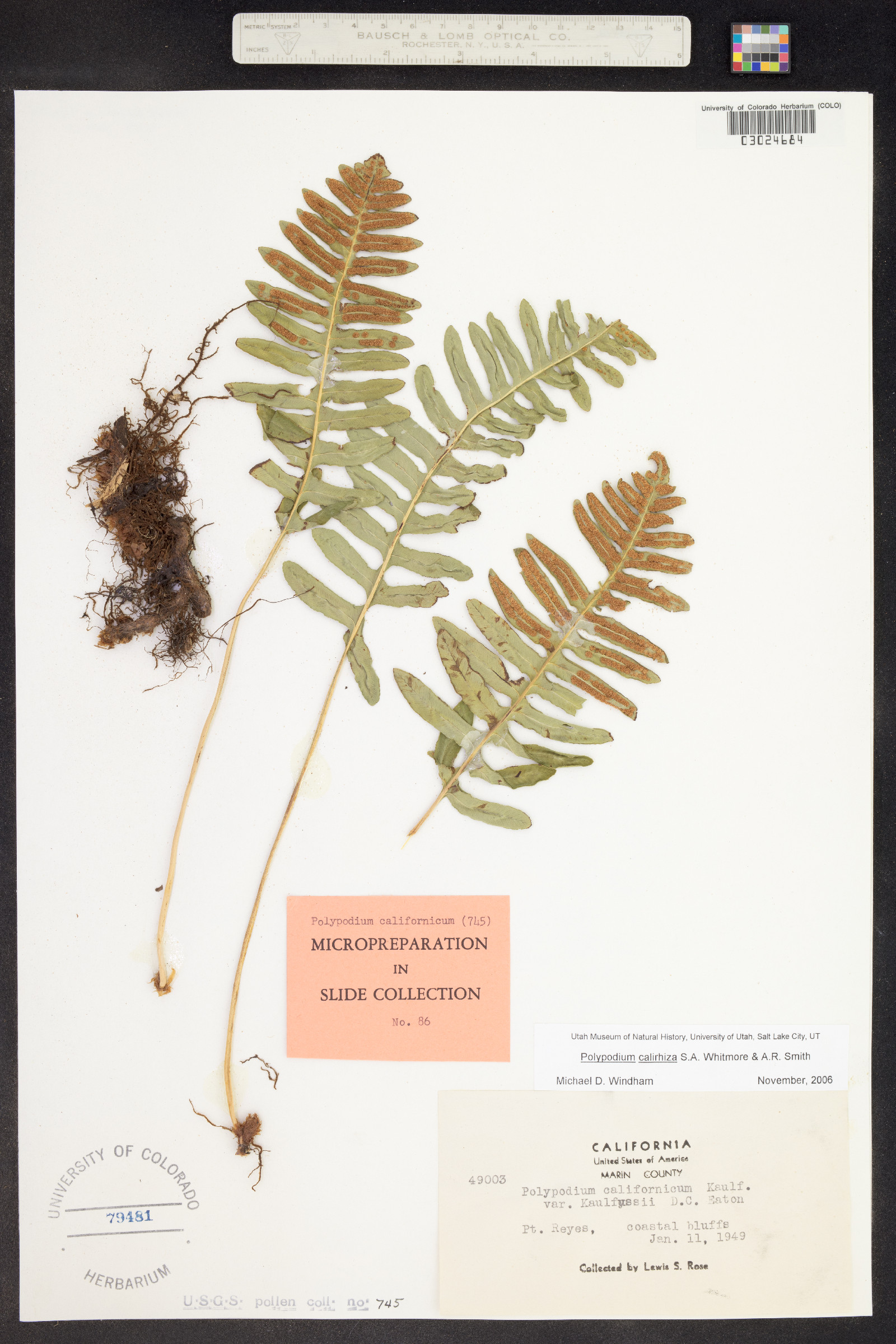 Polypodium calirhiza image