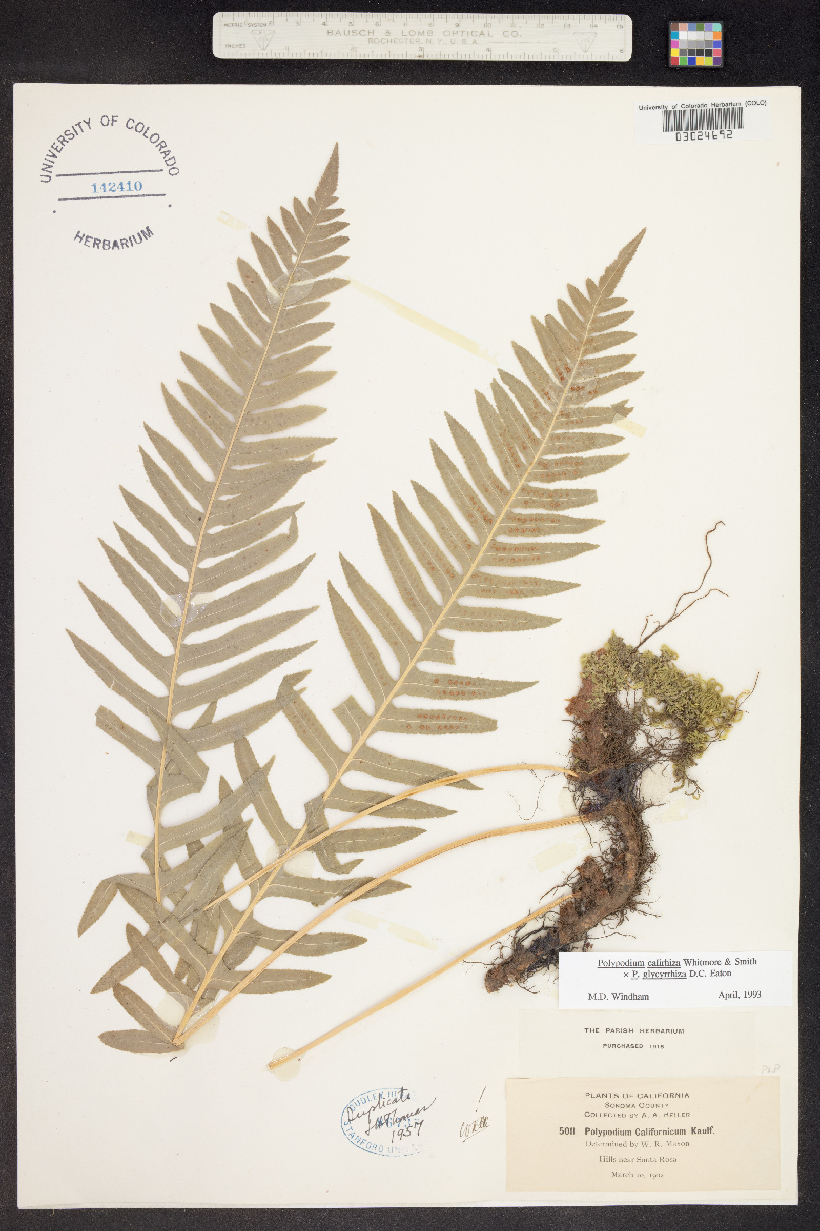 Polypodium calirhiza image