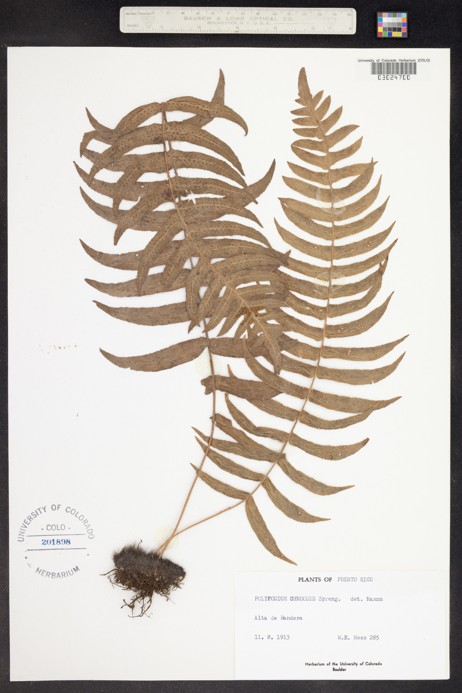 Polypodium image