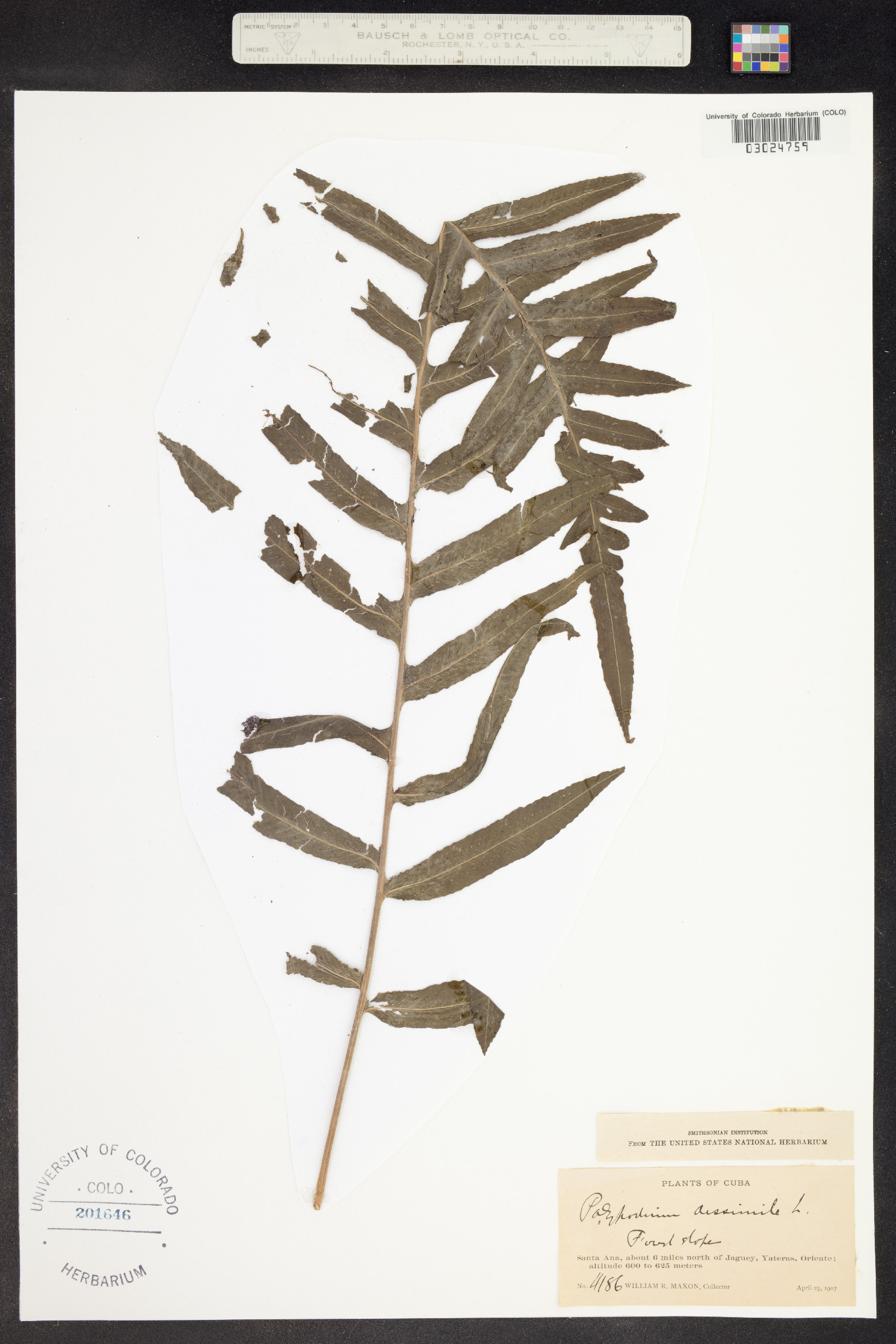 Serpocaulon dissimile image