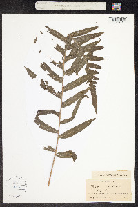 Image of Polypodium chnoodes