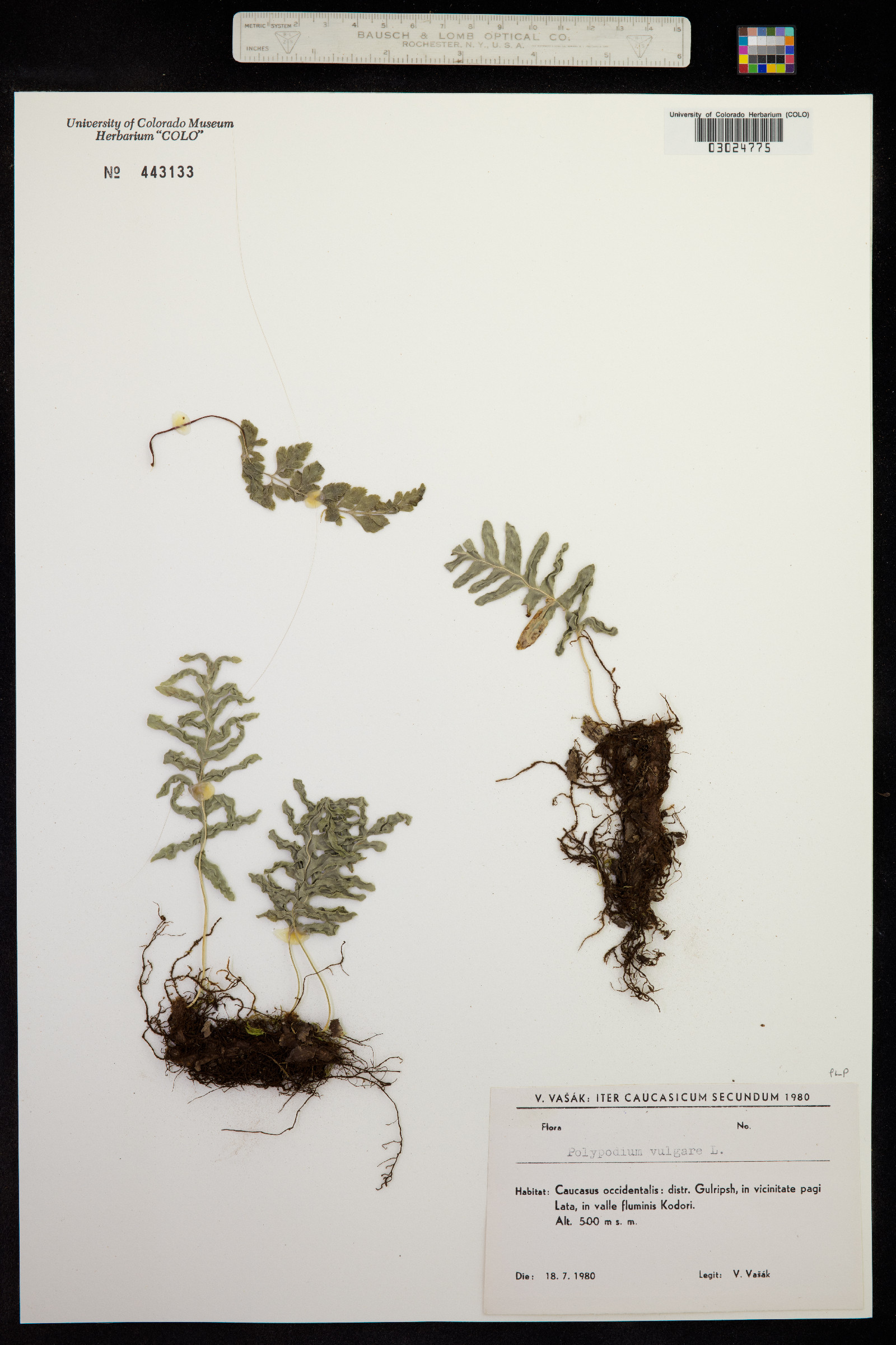 Polypodium image