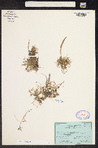 Image of Melpomene anfractuosa