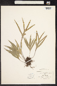 Polypodium angustum image