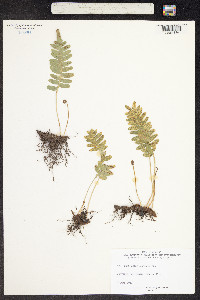 Image of Polypodium cambricum