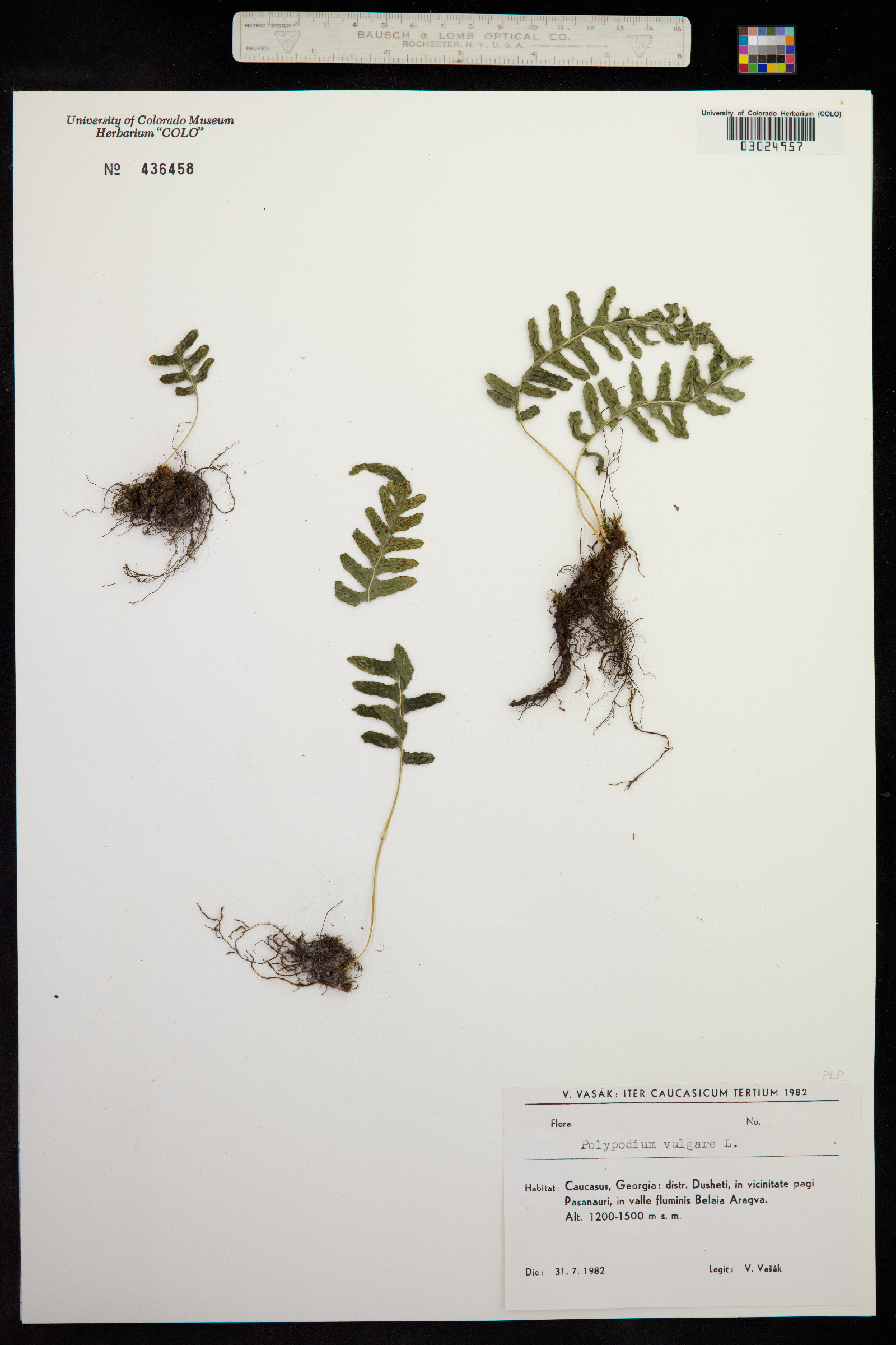 Polypodium virginianum image