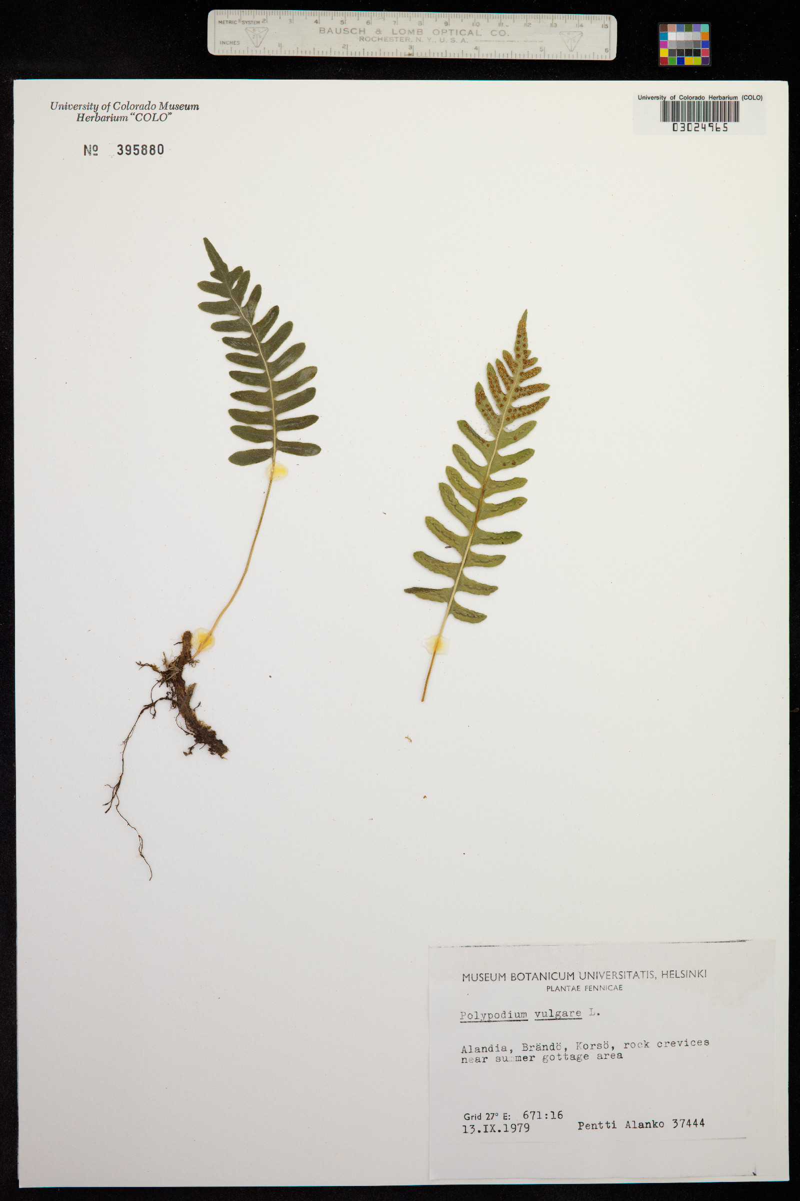 Polypodium virginianum image