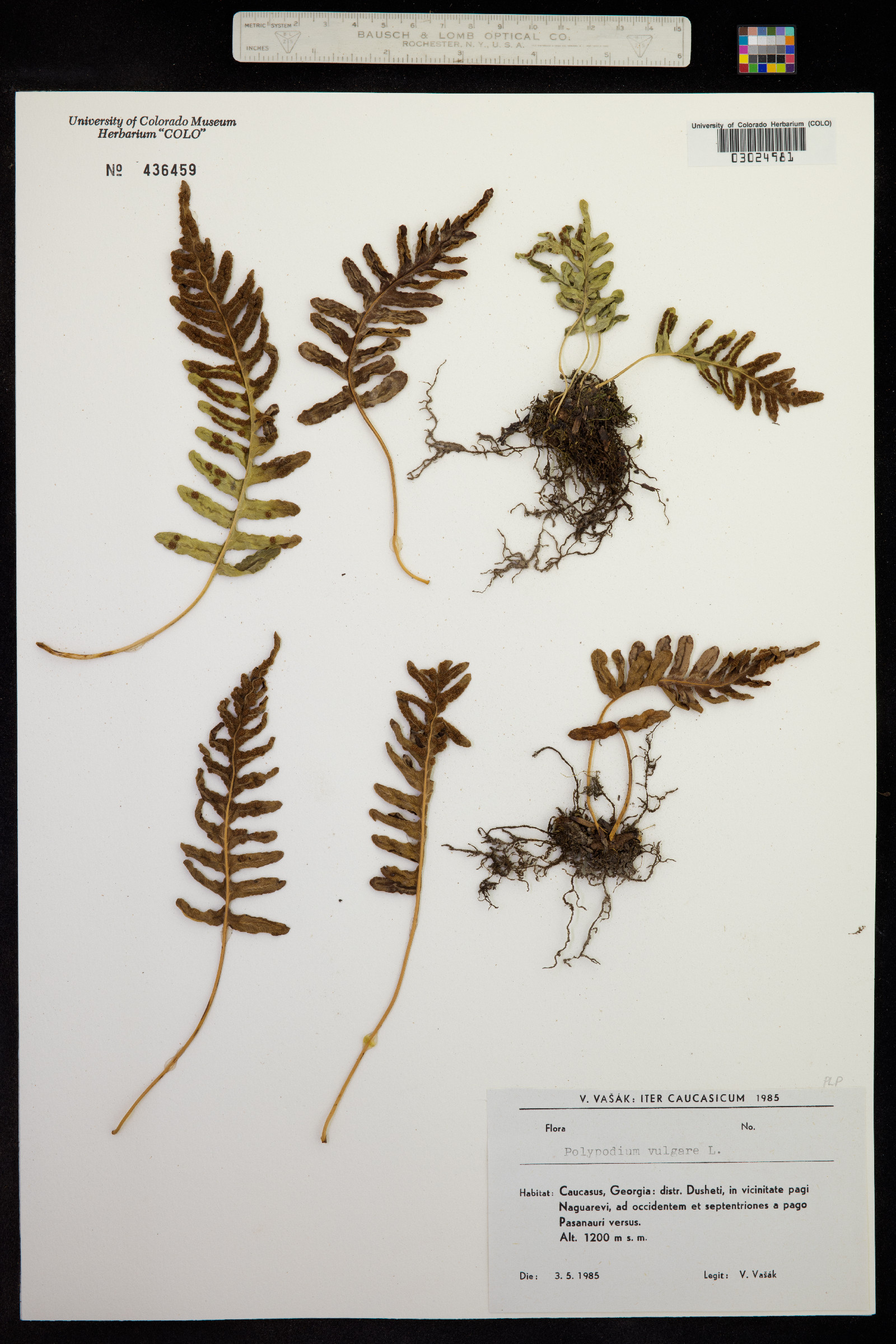 Polypodium virginianum image