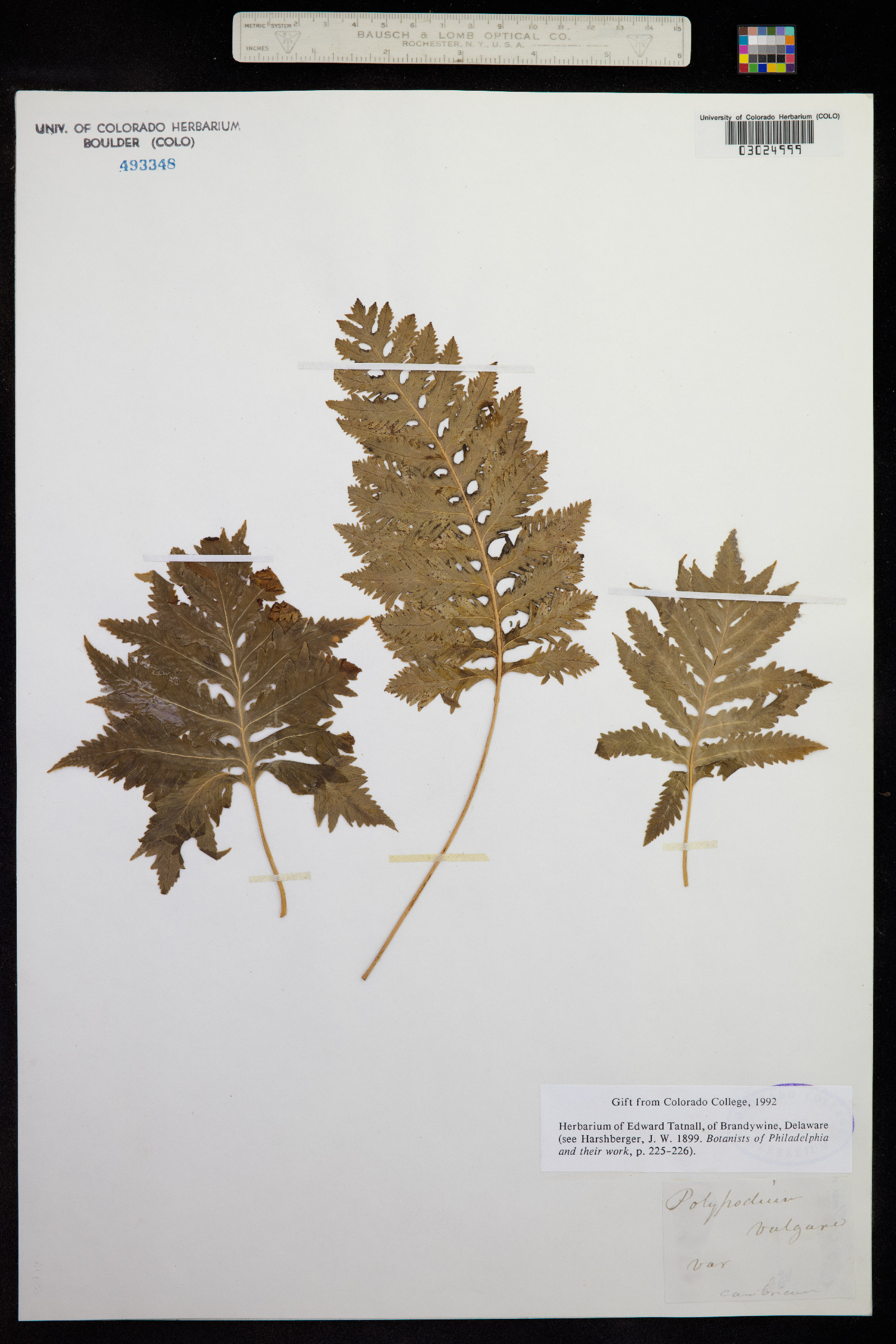 Polypodium virginianum image