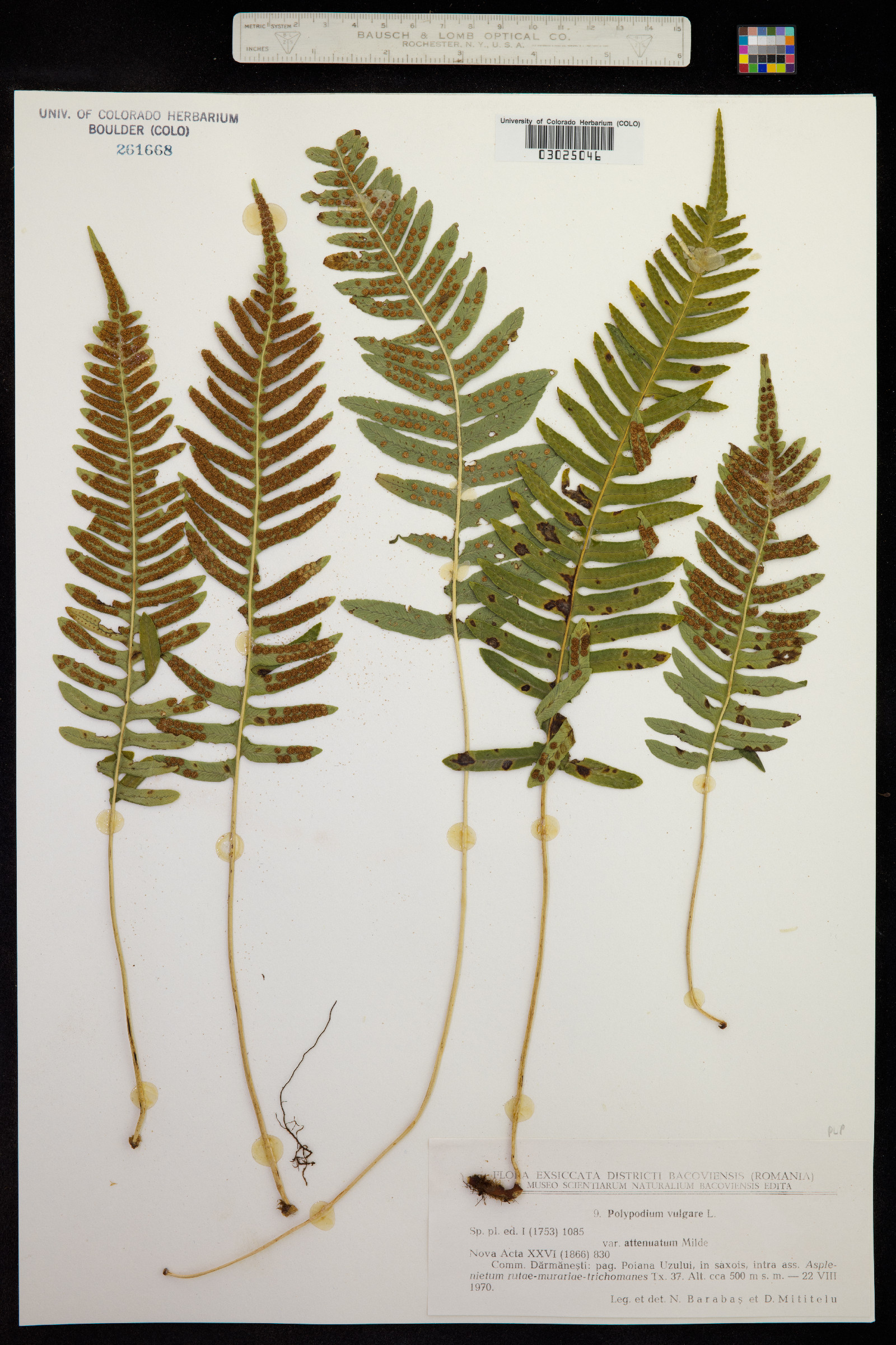 Polypodium virginianum image