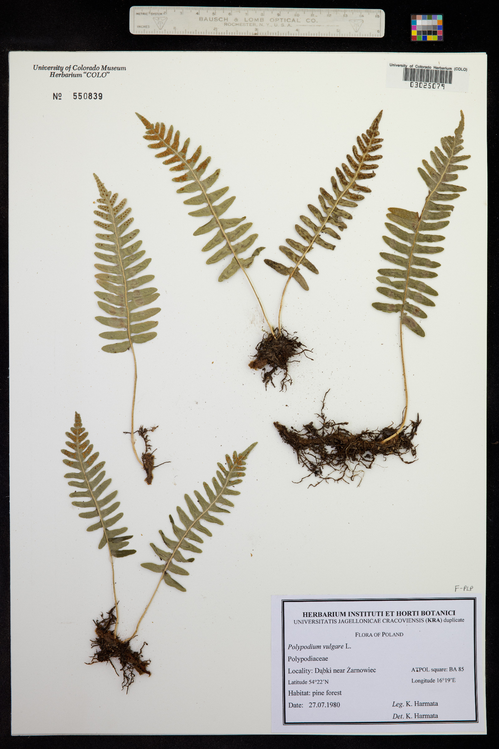 Polypodium virginianum image