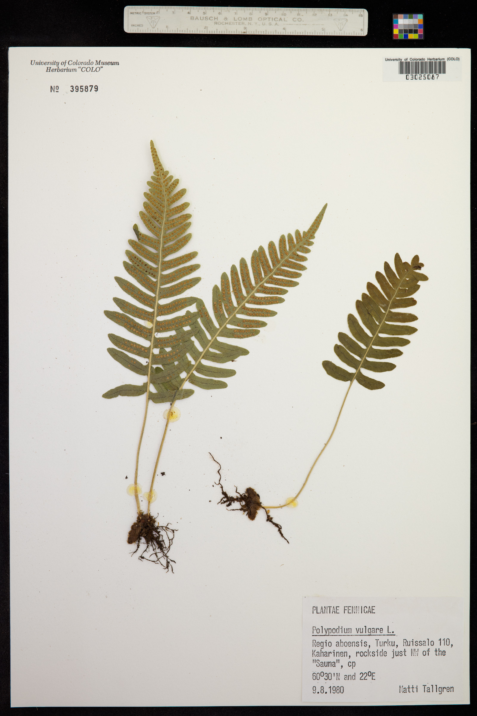 Polypodium virginianum image
