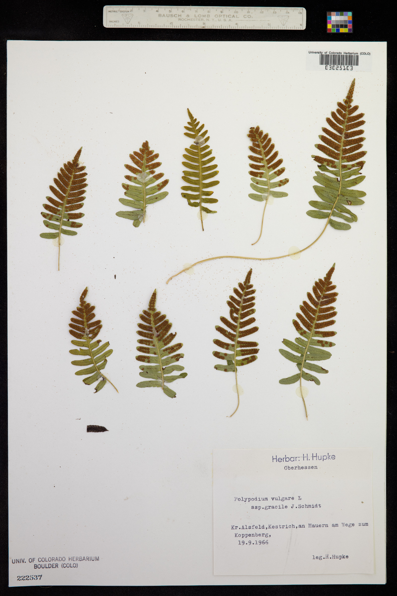 Polypodium virginianum image
