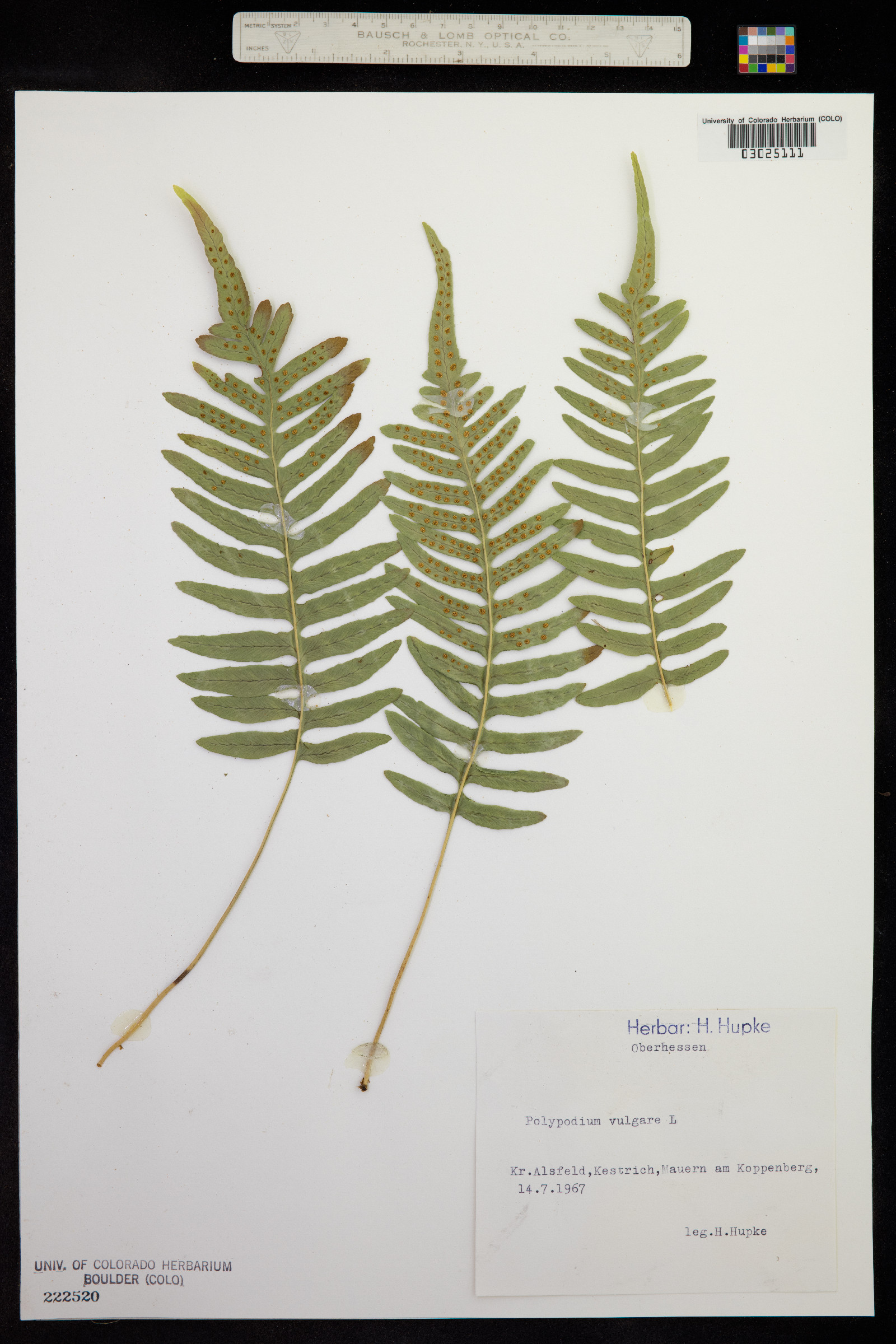 Polypodium image