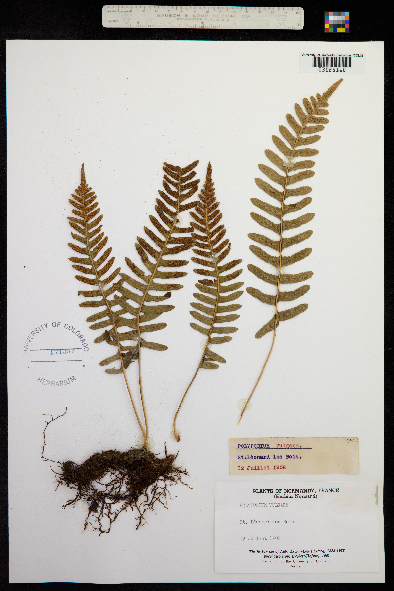 Polypodium virginianum image